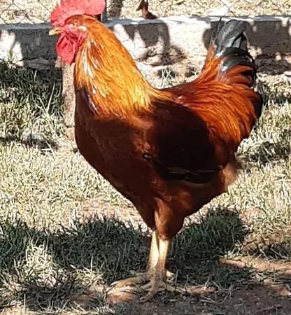 Milivilla Luxury Farmhome * Kyparissia