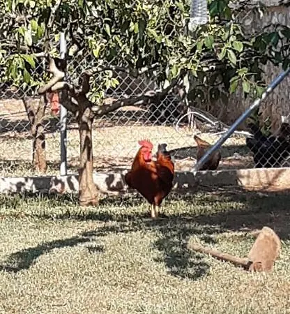 Milivilla Luxury Farmhome Kyparissia