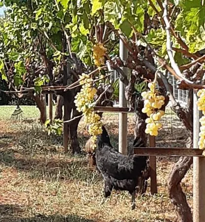 Milivilla Luxury Farmhome Kyparissia